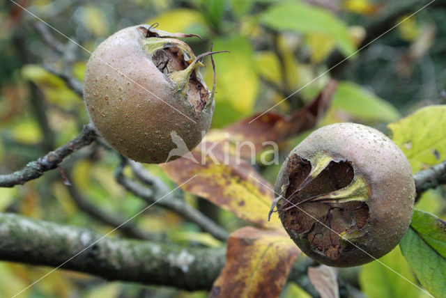 Medlar (Mespilus germanica)