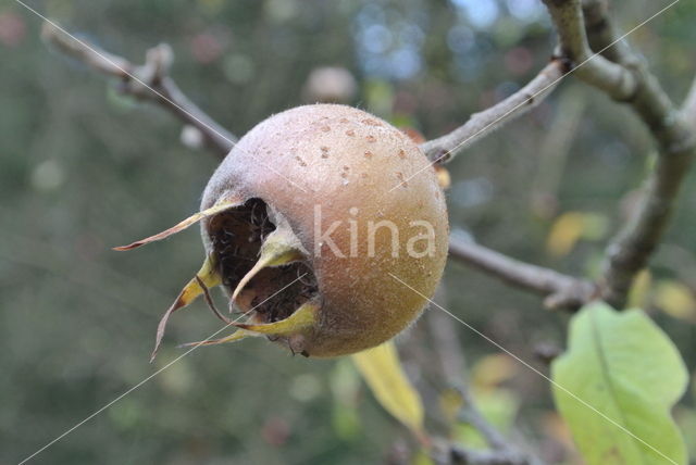 Medlar (Mespilus germanica)