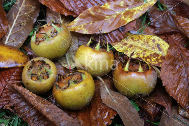 Medlar (Mespilus germanica)