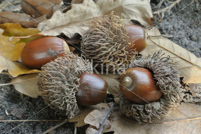 Turkey Oak (Quercus cerris)