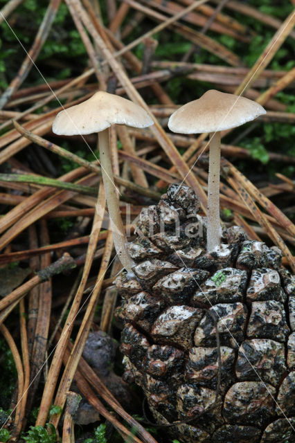 Conifercone Cap (Baeospora myosura)