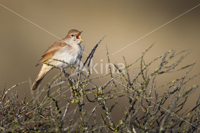 Common Nightingale (Luscinia megarhynchos)