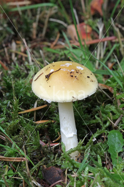 Jeweled deathcap (Amanita gemmata)