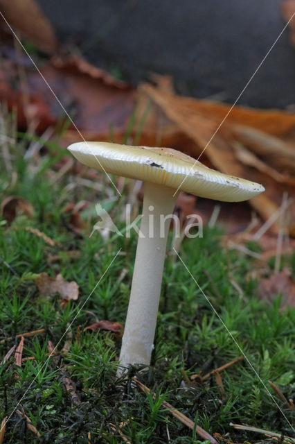 Jeweled deathcap (Amanita gemmata)