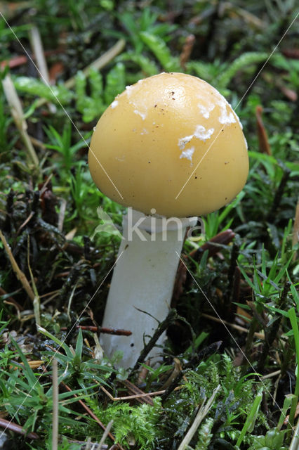 Jeweled deathcap (Amanita gemmata)