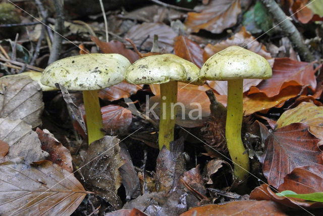 sulphur knight (Tricholoma sulphureum)
