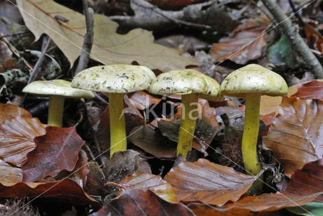 sulphur knight (Tricholoma sulphureum)