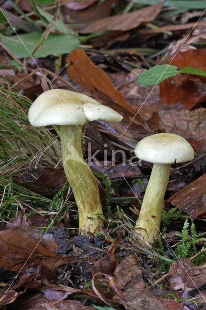 sulphur knight (Tricholoma sulphureum)