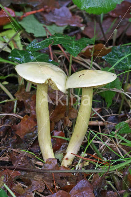 Narcisridderzwam (Tricholoma sulphureum)