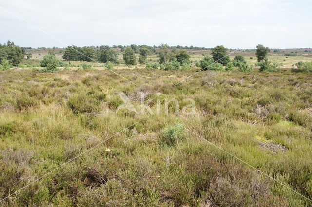 National Park Sallandse Heuvelrug