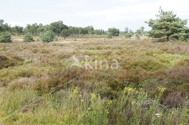 National Park Sallandse Heuvelrug