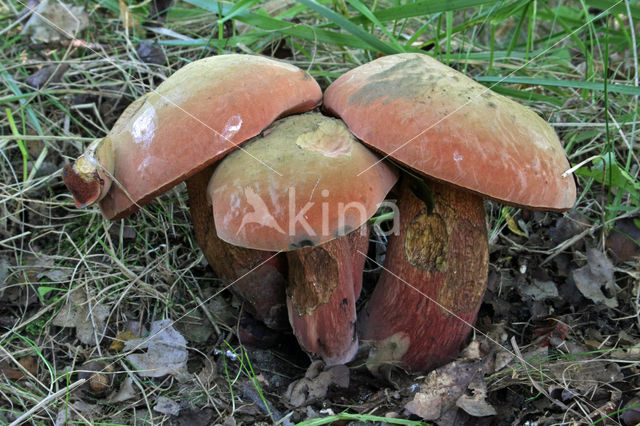 Bolete (Boletus luridus)