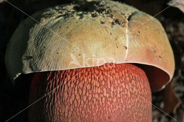 Bolete (Boletus luridus)