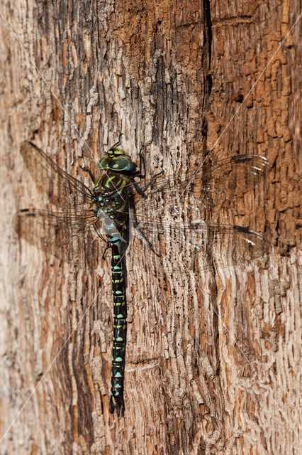 Noordse glazenmaker (Aeshna subarctica)