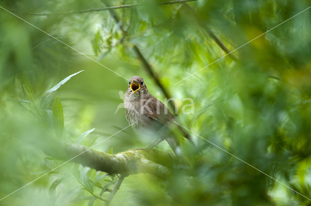 Thrush Nightingate (Luscinia luscinia)