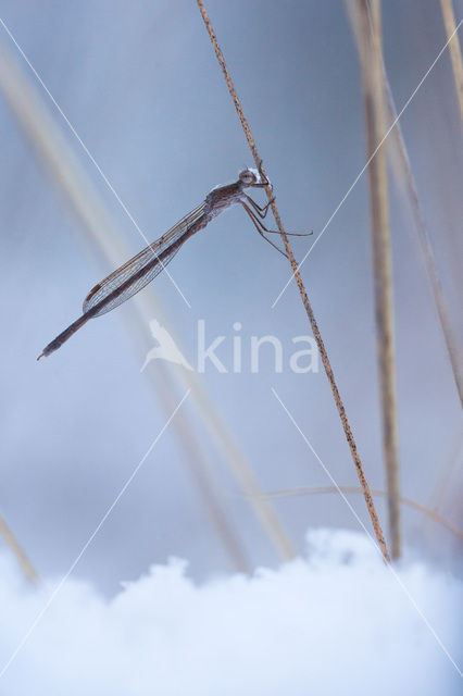 Siberian winter Damselfly (Sympecma paedisca)