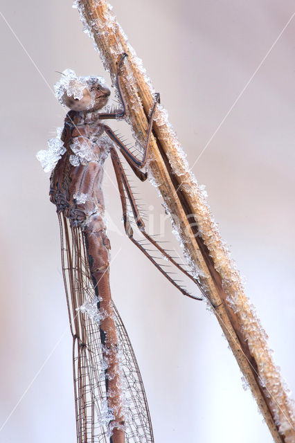 Siberian winter Damselfly (Sympecma paedisca)