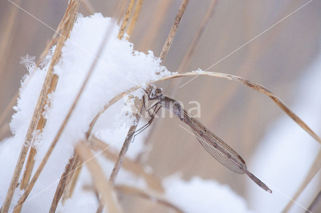 Siberian winter Damselfly (Sympecma paedisca)