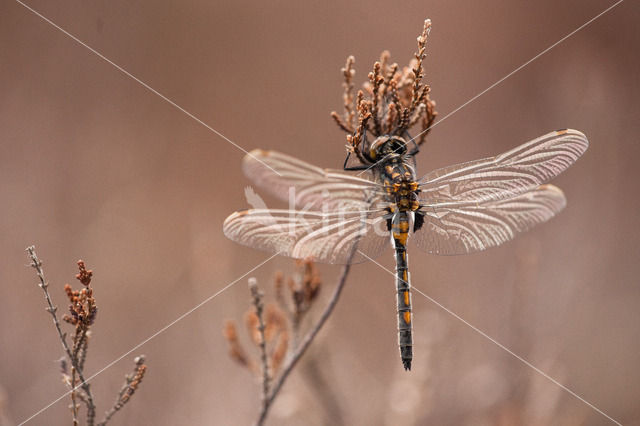 Northern White-faced darter (Leucorrhinia rubicunda)