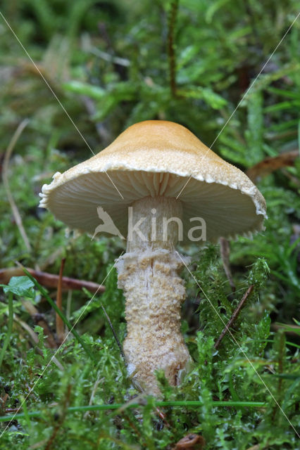 Earthy Powdercap (Cystoderma amianthinum)