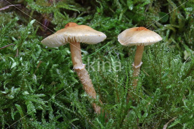 Okergele korrelhoed (Cystoderma amianthinum)