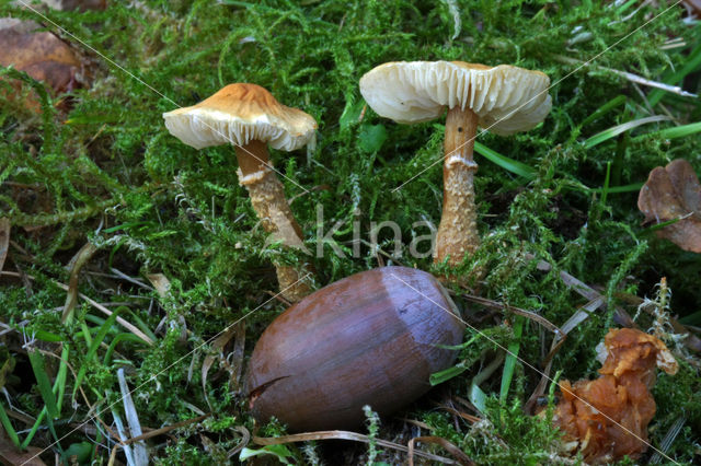 Okergele korrelhoed (Cystoderma amianthinum)