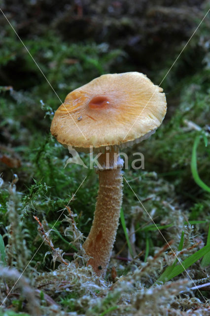 Okergele korrelhoed (Cystoderma amianthinum)