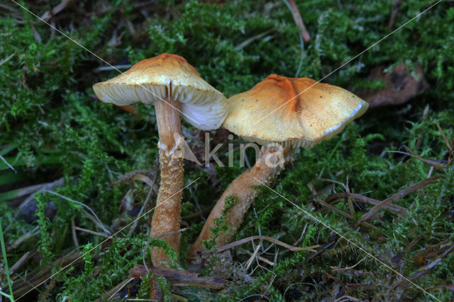 Okergele korrelhoed (Cystoderma amianthinum)