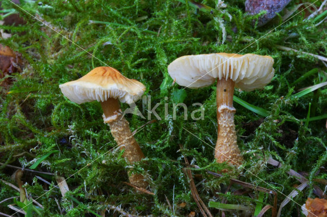 Okergele korrelhoed (Cystoderma amianthinum)