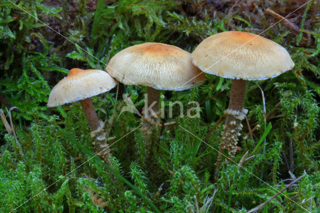 Okergele korrelhoed (Cystoderma amianthinum)