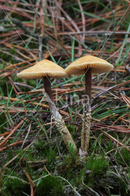 Okergele korrelhoed (Cystoderma amianthinum)