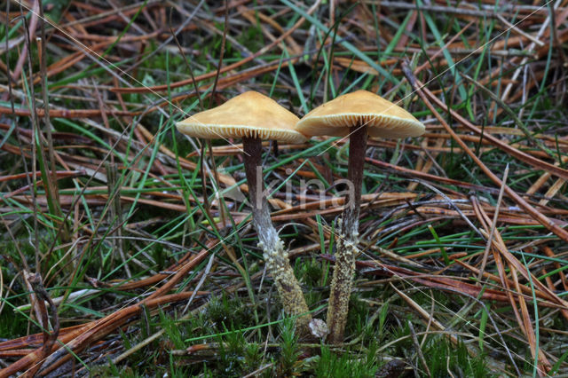 Okergele korrelhoed (Cystoderma amianthinum)