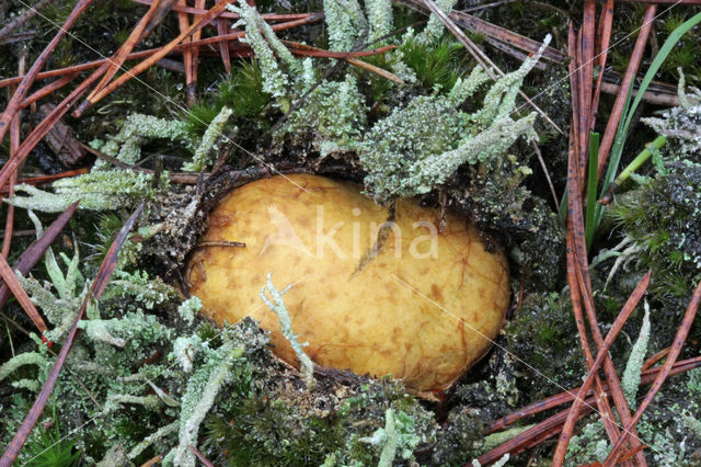 Okerkleurige vezeltruffel (Rhizopogon luteolus)