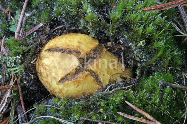 Okerkleurige vezeltruffel (Rhizopogon luteolus)