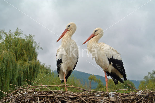 White Stork (Ciconia ciconia)