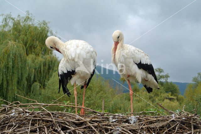 White Stork (Ciconia ciconia)