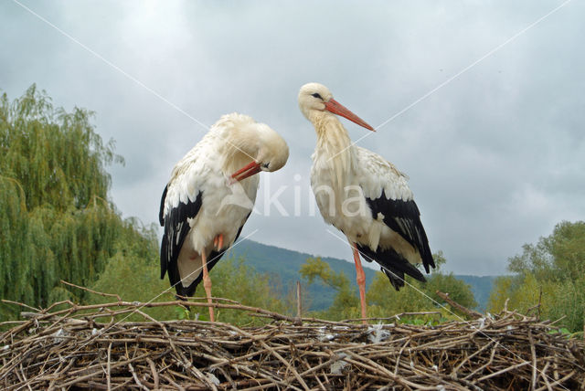 White Stork (Ciconia ciconia)