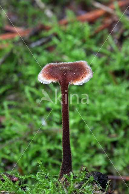 Oorlepelzwam (Auriscalpium vulgare)