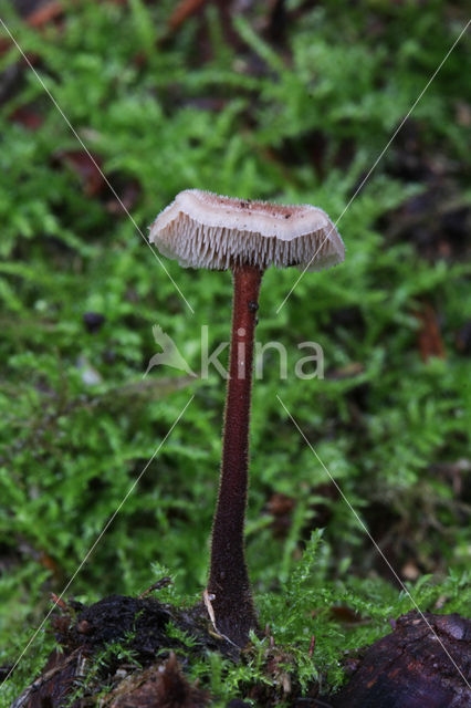Oorlepelzwam (Auriscalpium vulgare)