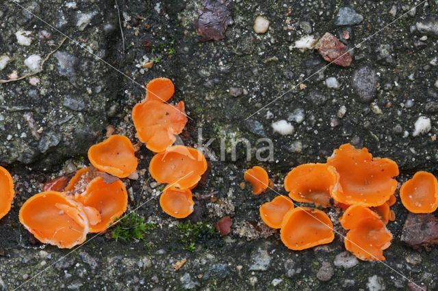 Oranje bekerzwam (Aleuria aurantiaca)