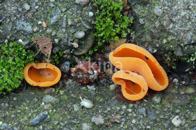 Oranje bekerzwam (Aleuria aurantiaca)