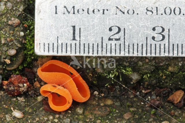 Orange Peel Fungus (Aleuria aurantiaca)