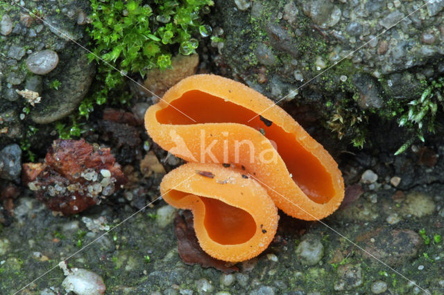 Orange Peel Fungus (Aleuria aurantiaca)