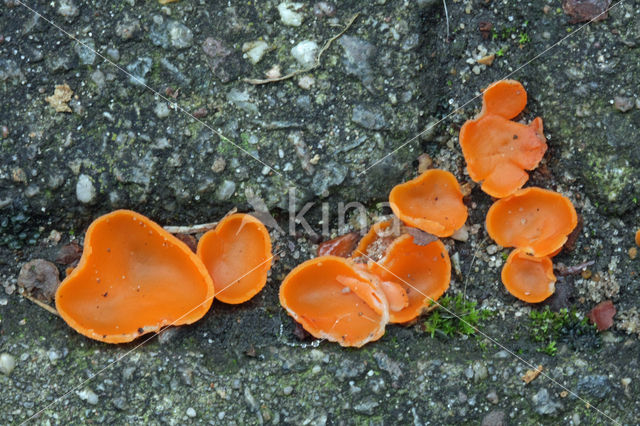 Oranje bekerzwam (Aleuria aurantiaca)