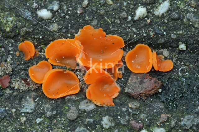 Oranje bekerzwam (Aleuria aurantiaca)