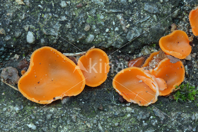 Orange Peel Fungus (Aleuria aurantiaca)