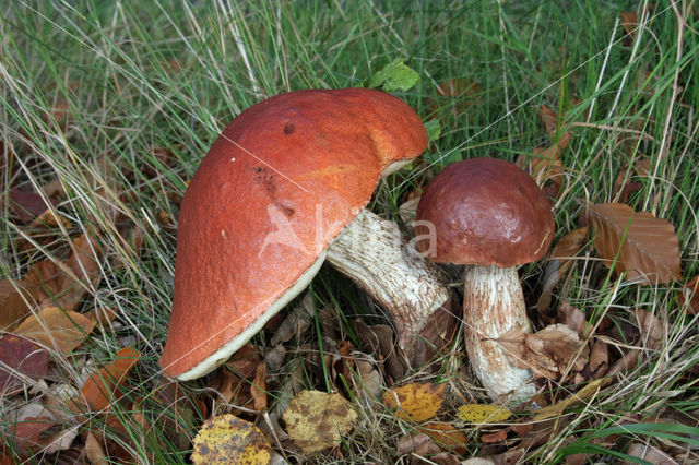 Oranje berkeboleet (Leccinum versipelle)