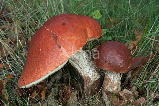 Leccinum versipelle