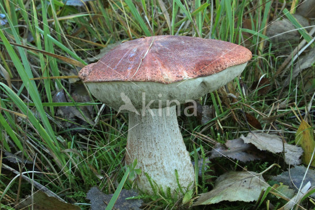 Rosse populierboleet (Leccinum rufum)