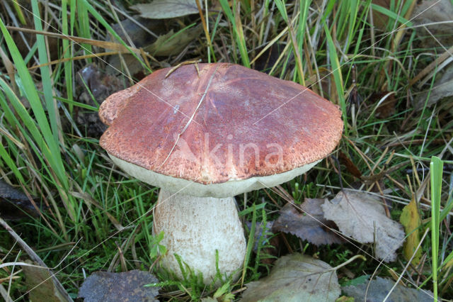 Rosse populierboleet (Leccinum rufum)